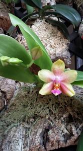 Phalaenopsis Bimantoro