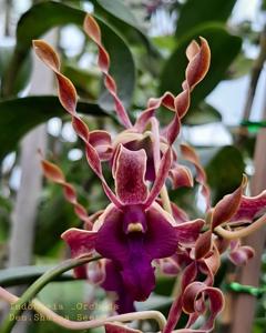 Dendrobium Sharna Seeto