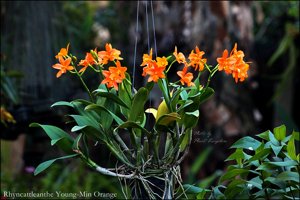 Rhyncattleanthe Young-Min Orange