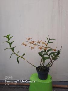 Dendrobium Deni Erianto