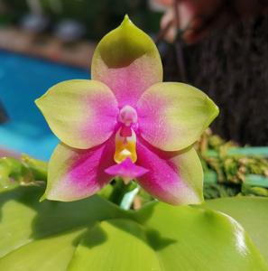 Phalaenopsis bellina-Mituo Princess