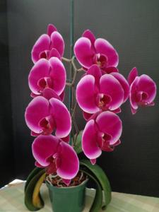 Phalaenopsis Formosa Rose