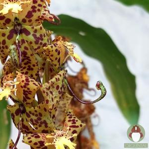 Cycnoches Helenir Ferreira