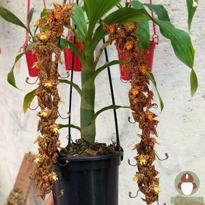 Cycnoches Helenir Ferreira