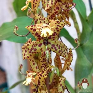 Cycnoches Helenir Ferreira