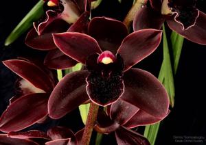 Cymbidium Cali Night