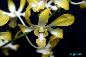 Dendrobium Banana Royal