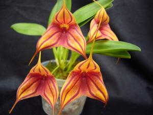 Masdevallia Teipels Zebra