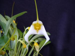 Masdevallia Teipels Chapatoi