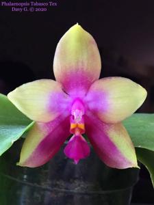 Phalaenopsis Tabasco Tex