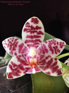 Phalaenopsis Natasha