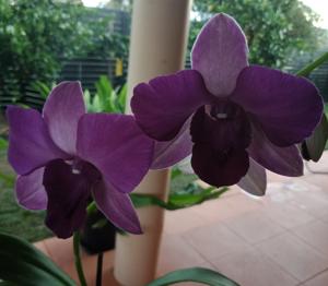 Dendrobium Blue Mountain