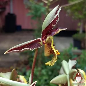 Catasetum Lovena