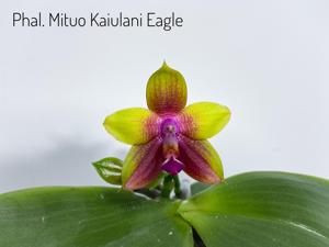 Phalaenopsis Mituo Kaiulani Eagle