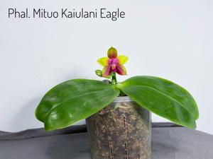 Phalaenopsis Mituo Kaiulani Eagle