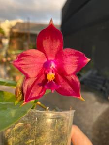 Phalaenopsis Mainshow Redbull