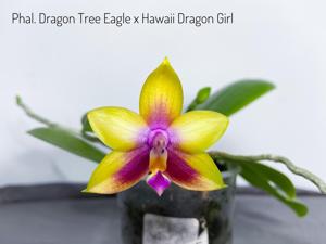 Phalaenopsis Kingfisher's Haida Sunrise