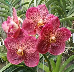 Vanda Brighton's Leopard