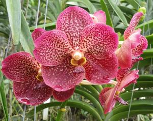 Vanda Brighton's Leopard