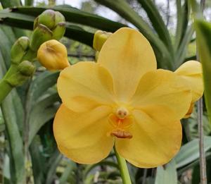 Vanda Muang Thong