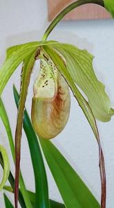 Phragmipedium Paul Eugene Conroy