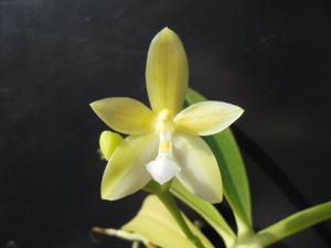 Phalaenopsis Algicora