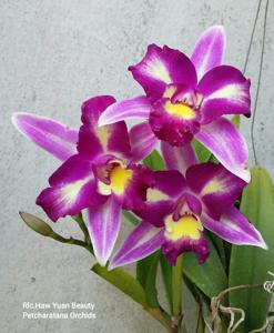 Rhyncholaeliocattleya Haw Yuan Beauty