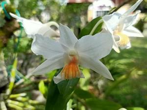 Dendrobium Formoso-Lowii