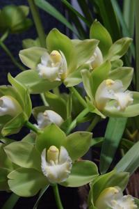 Cymbidium Sleeping Giant