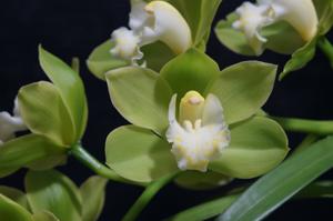 Cymbidium Sleeping Giant