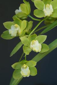 Cymbidium Sleeping Giant