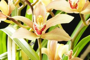 Cymbidium Pauwelsii