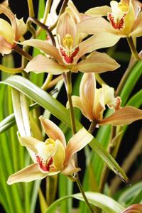 Cymbidium Pauwelsii