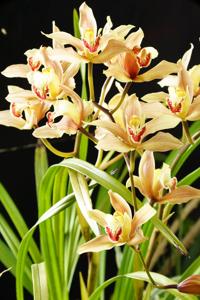 Cymbidium Pauwelsii