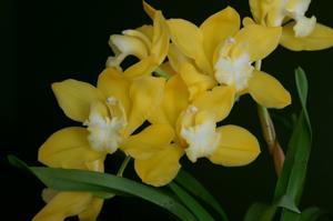 Cymbidium Lovely Bunny