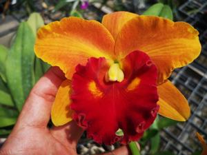 Rhyncholaeliocattleya Nakornchaisri Delight