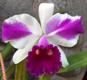 Cattleya Remo Prada