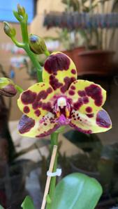 Phalaenopsis RF Moon