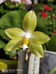 Phalaenopsis Zheng Min Quartz