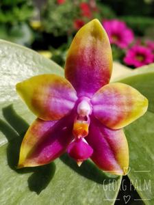 Phalaenopsis Princess Kaiulani