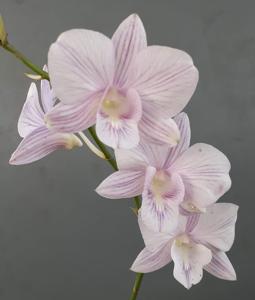 Dendrobium Galaxy Stripe