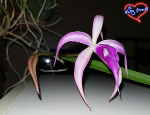 Brassocattleya Amethyst
