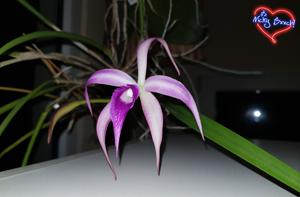Brassocattleya Amethyst
