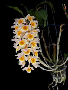 Dendrobium Rosy Cluster