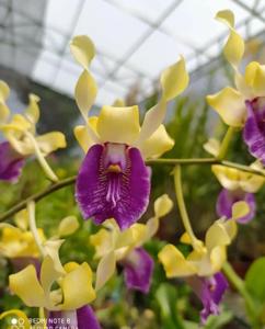 Dendrobium King Gajayana