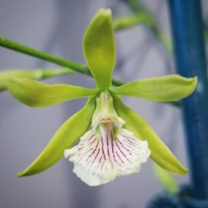 Encyclia Rufly Profuse