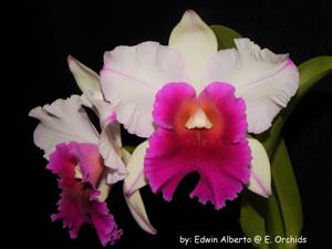 Rhyncholaeliocattleya Radiant Star