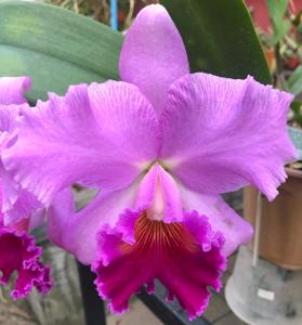 Cattleya Bonanza Queen