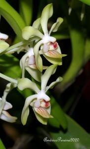 Vanda Denison's Dwarf