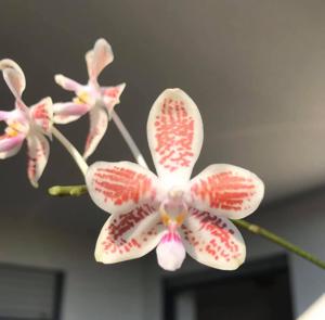 Phalaenopsis Seto Pixie